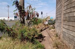 Moradores pedem que seja feito o corte de mato no local