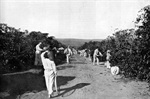 Besouro conhecido como broca-do-café preocupou fazendeiros entre 1924 e 1927 / Créditos: Museu da Imigração