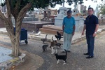 Há 101 gatos, dos quais 3 doentes, no Cemitério da Saudade, segundo Trevisan