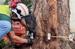 Engenheiro florestal realizou tomografia de impulso nas árvores mais antigas - Foto: Rodrigo Alves 