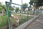 Vereador Pedro Kawai apresenta projeto de área de recreação para cães