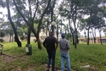 Thiago Ribeiro (PSC) acompanhou os serviços de podas e manutenção na praça José Francisco Coimbra Neto, no Caxambú