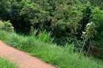 Vereador pedem urgência no corte do mato, capina e limpeza em seis áreas localizadas nos bairros Jd. Brasília e Santa Cecília