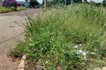 Entulhos e mato no bairro Alto da Boa Vista