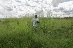 Mato alto no terreno onde ficava localizado o antigo Ecoponto Cecap/Eldorado