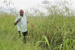 Mato alto impede o trânsito pela calçada localiza em frente ao terreno do antigo Ecoponto Cecap/Eldorado