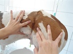 Trevisan com cachorro em atendimento 