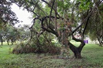 Indicações reúnem demandas do bairro Bosques do Lenheiro
