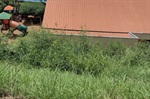 Área verde abandonada traz riscos para alunos no bairro Jardim Tókio