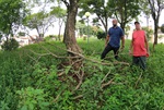 Moradores reivindicam revitalização de área arborizada pelos próprios vizinhos