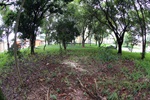 Moradores reivindicam revitalização de área arborizada pelos próprios vizinhos