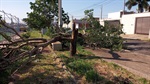 Árvore caída no complexo Areninha