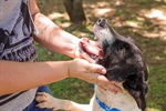 Campanha incentiva "Lar Temporário aos Animais" do Canil Municipal