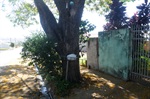 Raízes longas da espécie danificam a calçada do imóvel