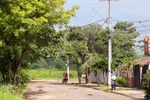 Moradores pedem a poda das árvores