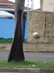 Árvore danificada, antes de cortada