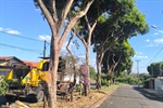 Vereador acompanha trabalho de poda de árvore no bairro Eldorado