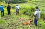 Equipe do curral municipal foi acionada para resgate de animais