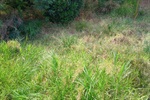 Área verde com mato alto no bairro castelinho