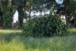 Vereador solicita melhorias em praça no Serra Verde