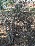 Vereador solicita melhorias em praça no Serra Verde