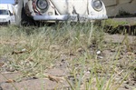 Mato toma conta das ruas de paralelepípedos