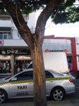 Árvore em frente ao Mercado Municipal está rachada e doente