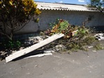 Árvores caídas depois do temporal de segunda-feira