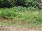 Foto mostra como estava a área verde do bairro Monte Cristo antes do ofício de Gilmar Rotta