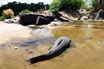 Mortandade de peixe da espécie cascudo foi clicada por Negri