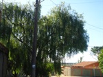 Antes 