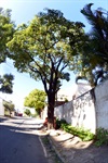 Árvore rua José Vicente Pedreira