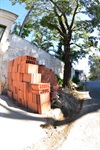 Árvore rua José Vicente Pedreira
