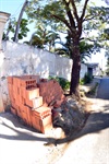 Árvore rua José Vicente Pedreira