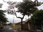 Árvore situada na Rua Jorge Zolhner - depois