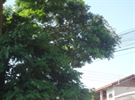 Árvore rua Alfredo Panini - antes