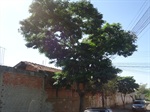 Árvore rua Alfredo Panini - antes
