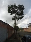 Árvore rua Alfredo Panini - depois