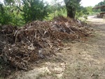 Galhos, entulho e lixo se acumulam na área verde localizada na rua Antônio Oriani