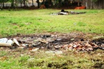 Parlamentar cita necessidade de limpeza da área verde