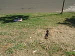Buraco existente próxima à pista de caminhada