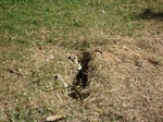 Buraco existente próxima à pista de caminhada