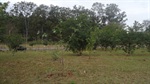Área verde era usada antes para o descarte irregular de lixo