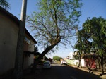 Árvore localizada na rua Londrinha -  Jardim São Francisco 