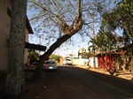 Árvore localizada na rua Londrinha -  Jardim São Francisco 