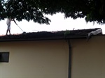Árvore está localizada na rua Louveira, número 204, no bairro São Francisco