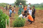 Plantio de mudas no Parque Piracicaba