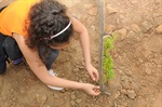 Plantio de mudas no Parque Piracicaba