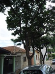Árvores na avenida Pasteur  - bairro Areão 