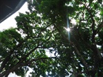 Árvores na avenida Pasteur  - bairro Areão 